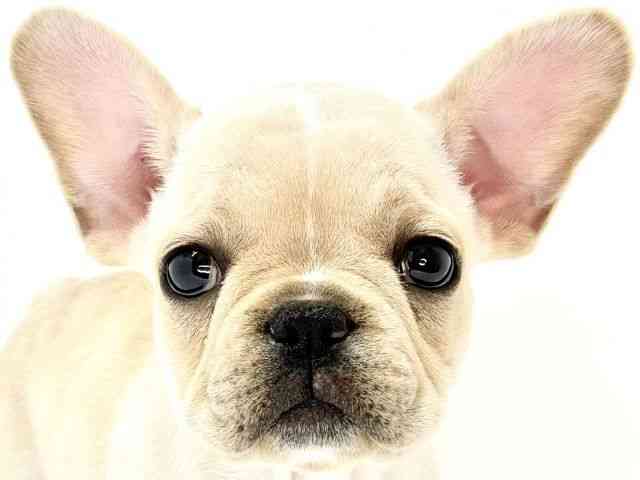 大阪府のフレンチブルドッグ (ひごペットフレンドリーいこらもーる泉佐野店/2025年8月29日生まれ/女の子/クリーム)の子犬の1枚目の画像