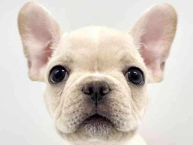大阪府のフレンチブルドッグ (ひごペットフレンドリーイオンタウン豊中庄内店/2025年8月29日生まれ/男の子/クリーム)の子犬の1枚目の画像
