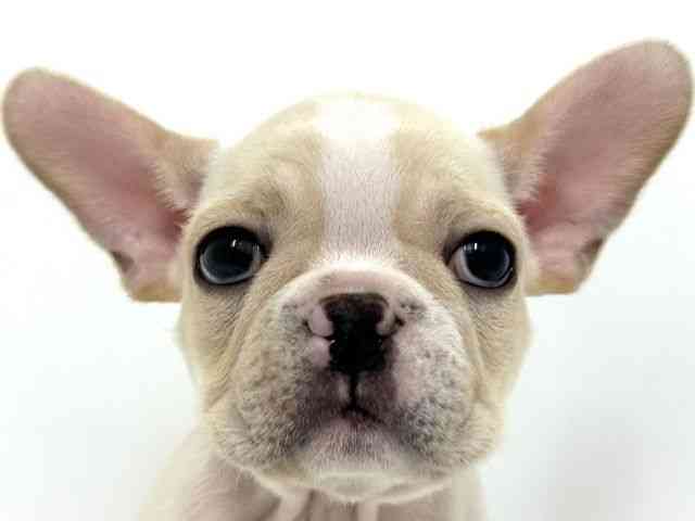 大阪府のフレンチブルドッグ (ひごペットフレンドリーベルファⅡ都島店/2025年8月29日生まれ/男の子/クリーム)の子犬の1枚目の画像