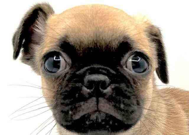 島根県のチワパグ/パグチー(チワワ×パグ) (ひごペットフレンドリーイオン松江ショッピングセンター店/2025年9月2日生まれ/男の子/フォーン)の子犬