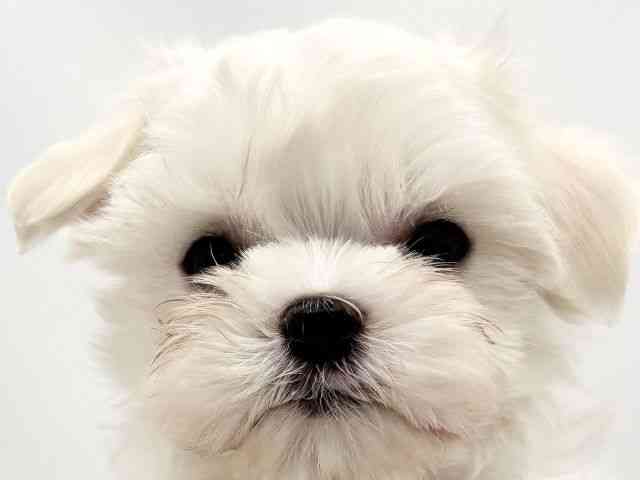 兵庫県のマルチーズ (ひごペットフレンドリークラウンパーク伊丹店/2025年9月4日生まれ/男の子/ホワイト)の子犬の1枚目の画像