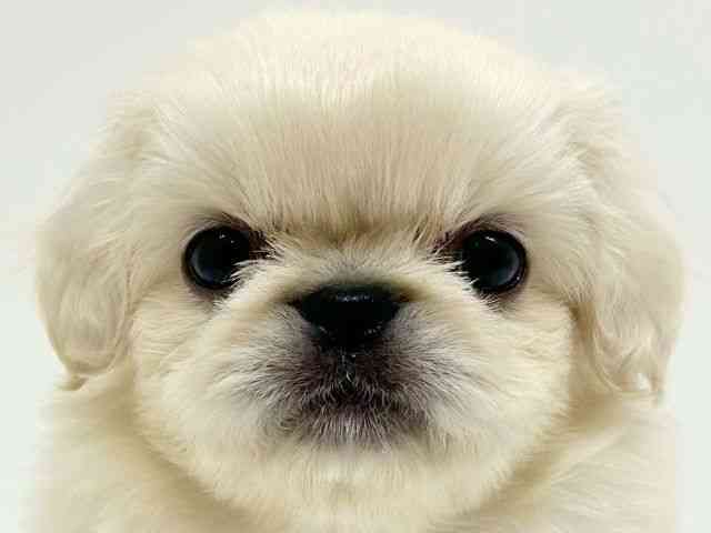 兵庫県のペキニーズ (ひごペットフレンドリーブルメールHAT神戸店/2025年8月27日生まれ/男の子/クリーム)の子犬