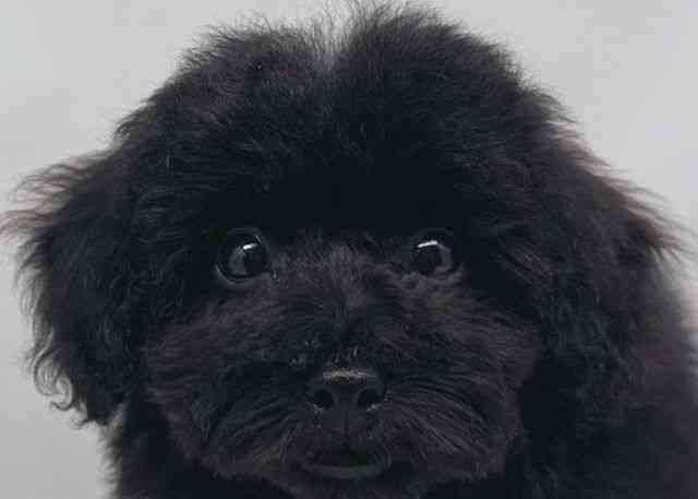 鳥取県のトイプードル(トイ) (ひごペットフレンドリーイオンモール鳥取北店/2025年8月27日生まれ/女の子/ブラック)の子犬の1枚目の画像