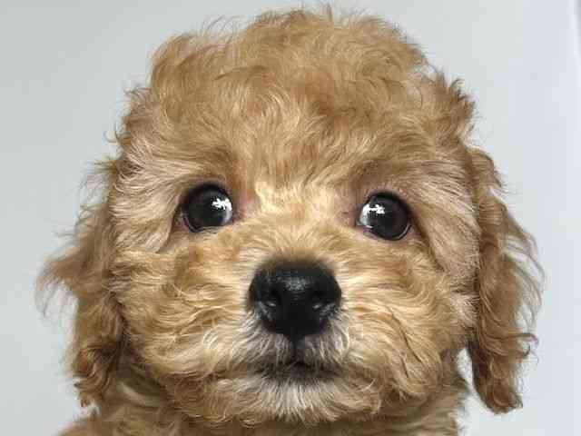 大阪府のトイプードル(トイ) (ひごペットフレンドリーアクロスプラザ住之江店/2025年9月3日生まれ/男の子/オレンジフォーン)の子犬の1枚目の画像