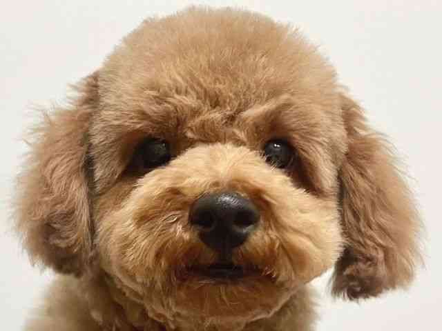 大阪府のトイプードル(トイ) (ひごペットフレンドリーイトーヨーカドー津久野店/2025年9月3日生まれ/男の子/オレンジフォーン)の子犬の1枚目の画像