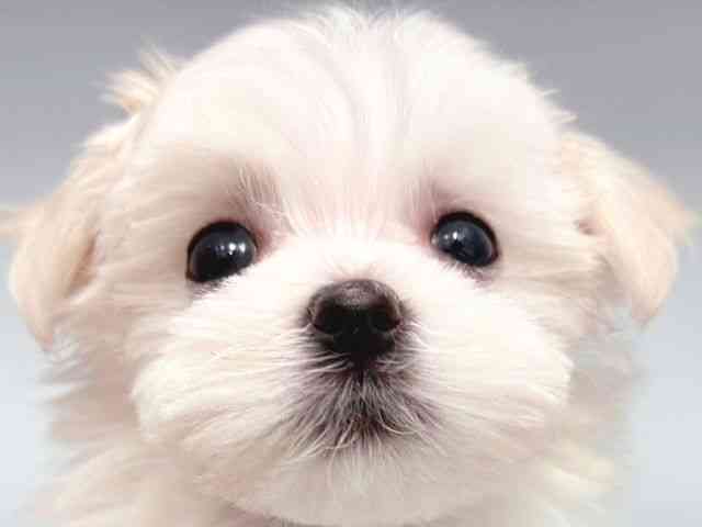 大阪府のマルチーズ (ひごペットフレンドリー岸和田店/2025年9月1日生まれ/女の子/ホワイト)の子犬の1枚目の画像