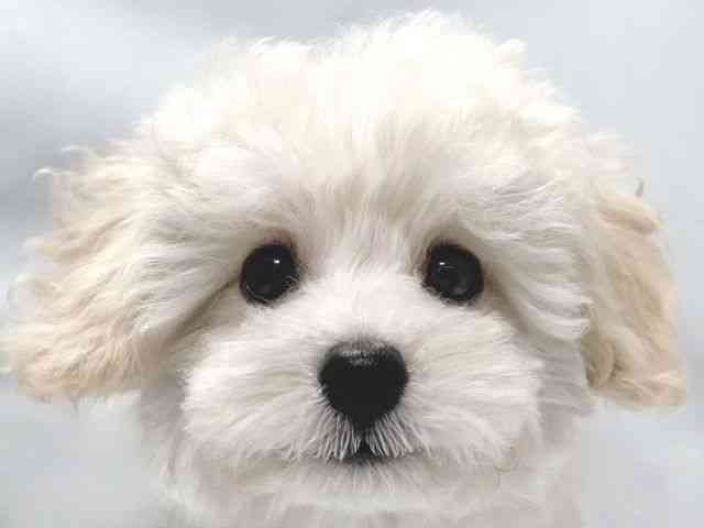 大阪府のトイプードル(トイ) (ひごペットフレンドリー堺プラットプラット店/2025年9月4日生まれ/男の子/クリーム)の子犬の1枚目の画像