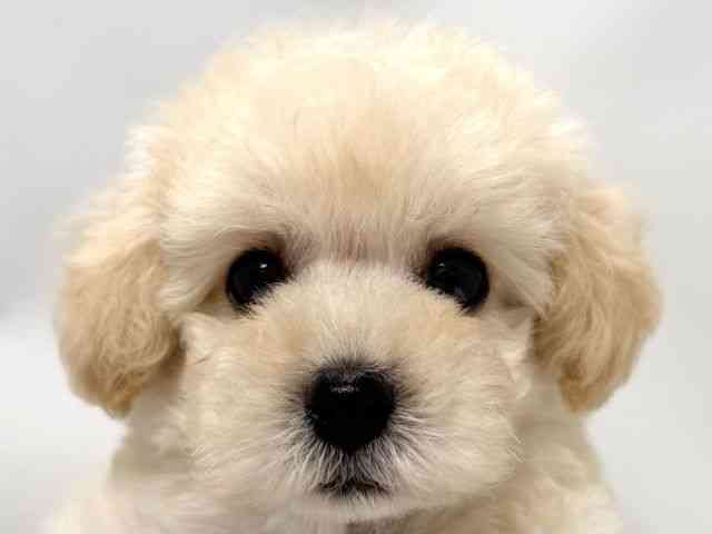 大阪府のトイプードル(トイ) (ひごペットフレンドリー堺プラットプラット店/2025年9月4日生まれ/男の子/クリーム)の子犬の1枚目の画像