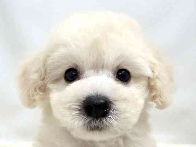 広島県のトイプードル(トイ) (ひごペットフレンドリーゆめタウン廿日市店/2025年9月4日生まれ/女の子/クリーム)の子犬の1枚目の画像