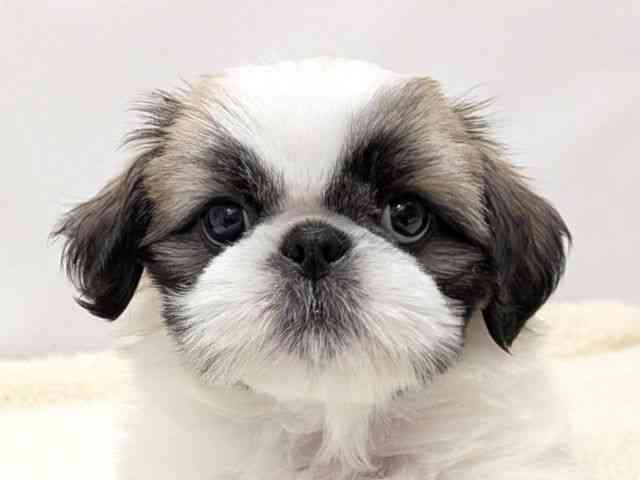 広島県のペキシーズー/ペキズー(ペキニーズ×シーズー) (ひごペットフレンドリーゆめタウン廿日市店/2025年9月1日生まれ/男の子/ホワイトゴールド)の子犬の1枚目の画像