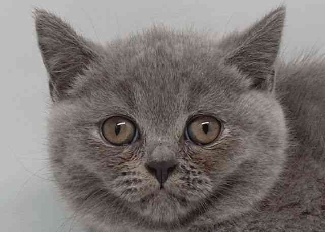 鳥取県のブリティッシュショートヘアー (ひごペットフレンドリーイオンモール鳥取北店/2025年8月28日生まれ/女の子/ブルー)の子猫