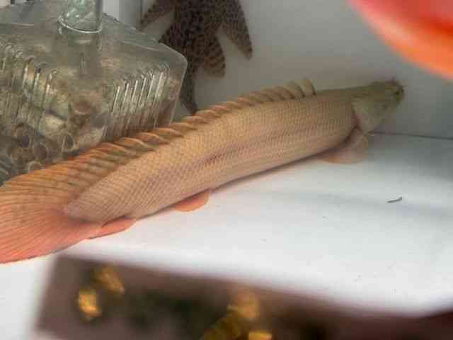 ビキール・ビキール[ポリプテルスビキールビキール カミハタブリード