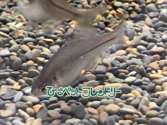 タナゴ[カゼトゲタナゴ] | ひごペットフレンドリー 【 公式サイト 】