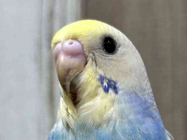 セキセイインコ[【カラー】レインボー系] | ひごペットフレンドリー