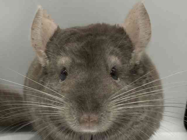 チンチラ[【ブラウンエボニー】] | ひごペットフレンドリー 【 公式