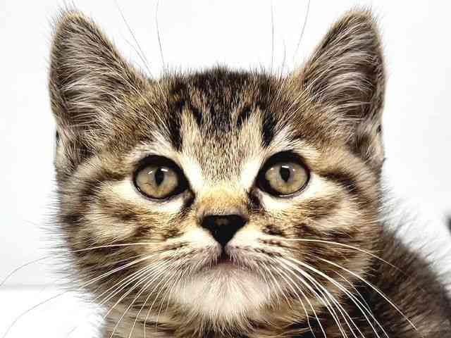 奈良県のマンチカン (ひごペットフレンドリー奈良パワーシティ店/2025年9月6日生まれ/女の子/ブラウンパッチドマッカレルタビー)の子猫の1枚目の画像