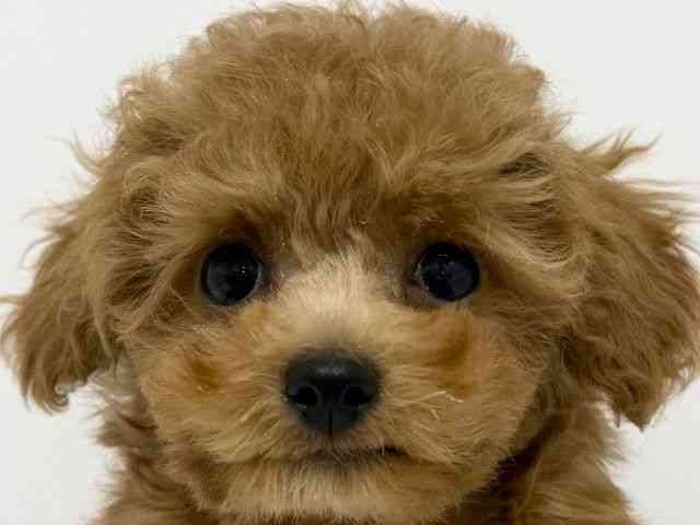 大阪府のトイプードル(トイ) (ひごペットフレンドリーくずはモール店/2025年9月6日生まれ/男の子/レッドフォーン)の子犬の1枚目の画像