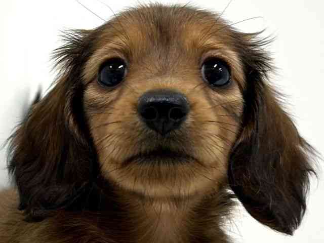 奈良県のミニチュアダックスフンド(ロング) (ひごペットフレンドリーイオンモール橿原ウエスト・ビレッジ店/2025年9月6日生まれ/女の子/レッド)の子犬の1枚目の画像