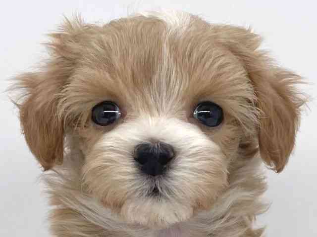 兵庫県のマルプー(マルチーズ×プードル) (ひごペットフレンドリーイオンタウン加古川店/2025年9月6日生まれ/女の子/アプリコット)の子犬