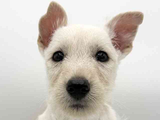 大阪府のスコティッシュテリア (ひごペットフレンドリーららぽーとEXPOCITY店/2025年9月5日生まれ/女の子/ウィートン)の子犬の1枚目の画像