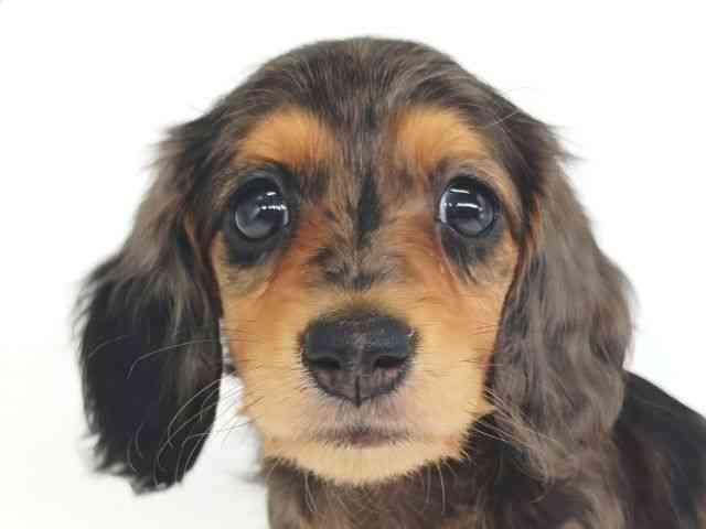 大阪府のミニチュアダックスフンド(ロング) (ひごペットフレンドリー泉ヶ丘店/2025年9月6日生まれ/女の子/シルバーダップル)の子犬の1枚目の画像