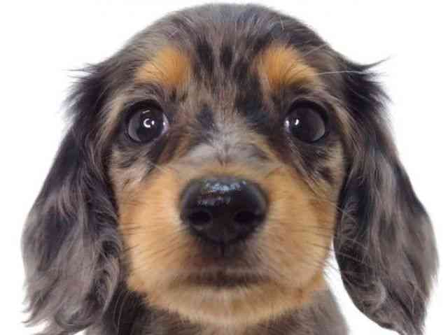 大阪府のミニチュアダックスフンド(ロング) (ひごペットフレンドリーいこらもーる泉佐野店/2025年9月6日生まれ/女の子/シルバーダップル)の子犬の1枚目の画像