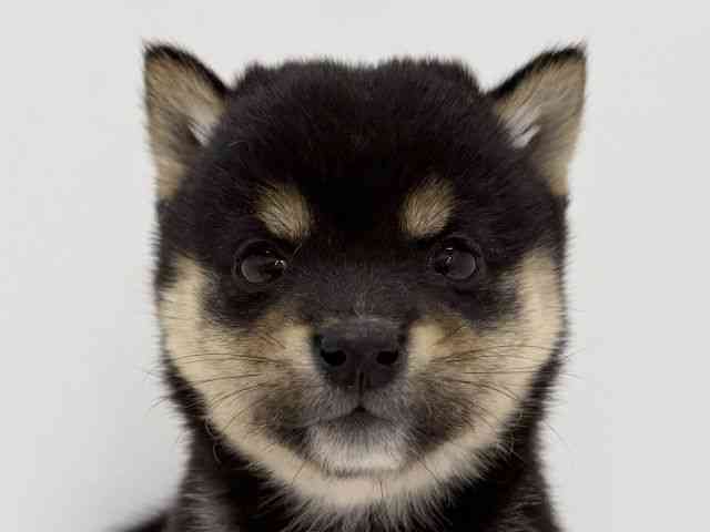 大阪府の柴犬(標準サイズ) (ひごペットフレンドリーくずはモール店/2025年9月6日生まれ/男の子/黒)の子犬の1枚目の画像