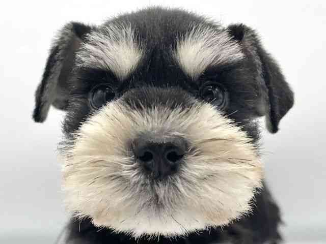 大阪府のミニチュアシュナウザー (ひごペットフレンドリーららぽーとEXPOCITY店/2025年9月6日生まれ/女の子/ブラックシルバー)の子犬の1枚目の画像