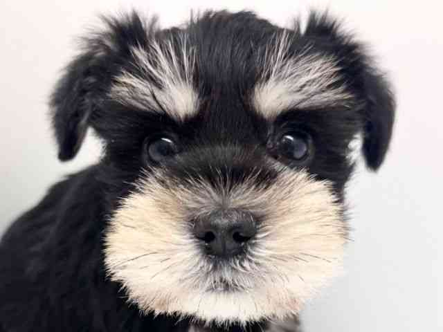 兵庫県のミニチュアシュナウザー (ひごペットフレンドリーブルメールHAT神戸店/2025年9月6日生まれ/女の子/ブラックシルバー)の子犬の1枚目の画像