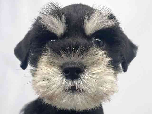 兵庫県のミニチュアシュナウザー (ひごペットフレンドリーイオンタウン加古川店/2025年9月6日生まれ/女の子/ブラックシルバー)の子犬