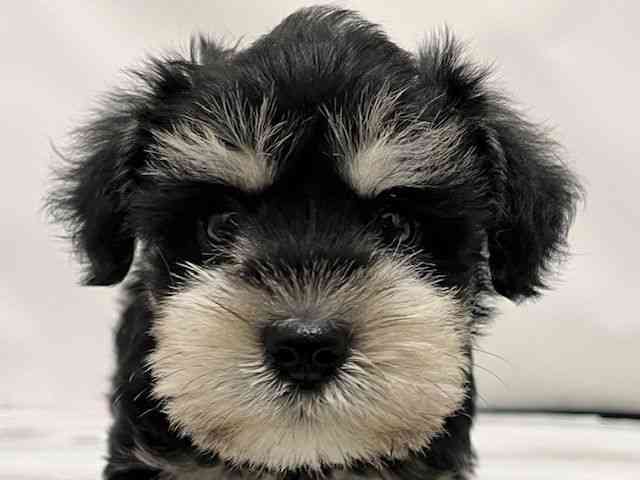 2025年9月6日生まれのミニチュアシュナウザー