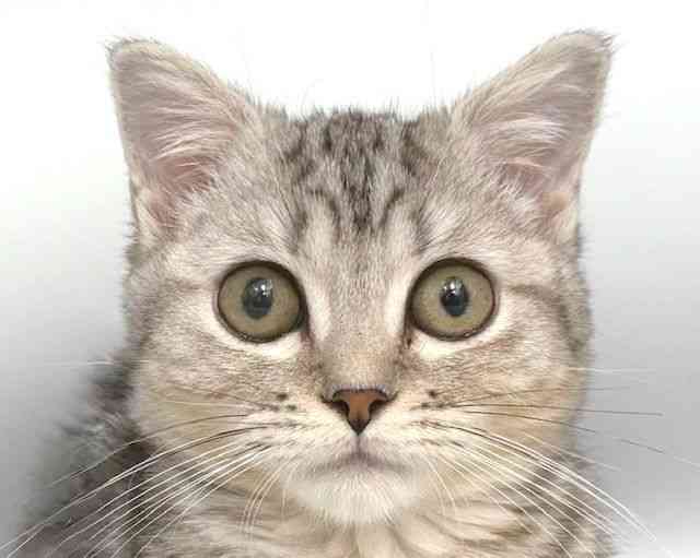 大阪府のマンチカン (ひごペットフレンドリー岸和田店/2025年9月6日生まれ/男の子/シルバータビー)の子猫の1枚目の画像