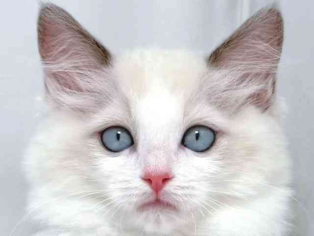 大阪府のラグドール (ひごペットフレンドリー堺プラットプラット店/2025年9月5日生まれ/女の子/ブルーポイントバイカラー)の子猫の1枚目の画像