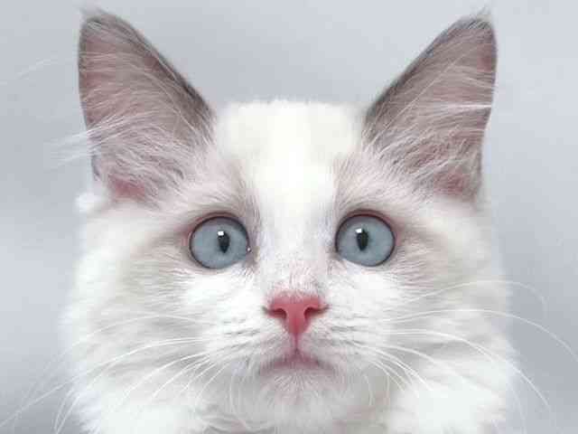 大阪府のラグドール (ひごペットフレンドリー堺プラットプラット店/2025年9月5日生まれ/女の子/ブルーポイントバイカラー)の子猫の1枚目の画像