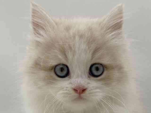 島根県のサイベリアン (ひごペットフレンドリーイオンモール出雲店/2025年9月6日生まれ/女の子/クリームホワイト)の子猫