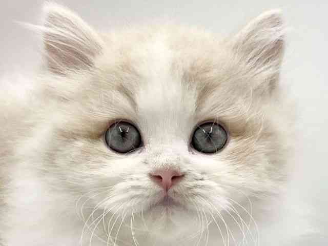 大阪府のサイベリアン (ひごペットフレンドリーららぽーとEXPOCITY店/2025年9月6日生まれ/男の子/クリームホワイト)の子猫の1枚目の画像