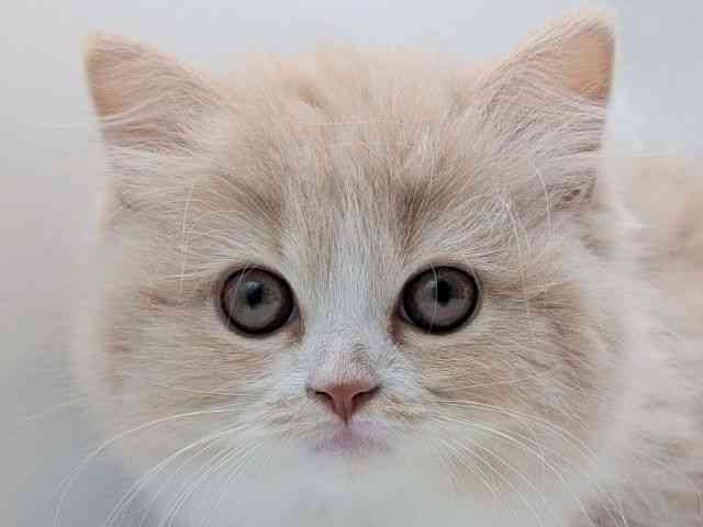 香川県のサイベリアン (ひごペットフレンドリーゆめタウン高松店/2025年9月6日生まれ/女の子/クリームホワイト)の子猫の1枚目の画像