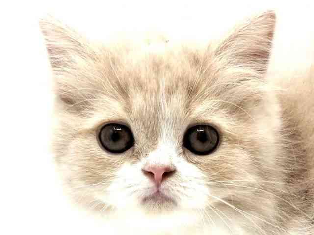 大阪府のサイベリアン (ひごペットフレンドリーみのおキューズモール店/2025年9月6日生まれ/女の子/クリームホワイト)の子猫の1枚目の画像