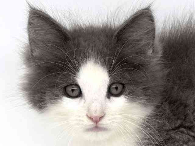 大阪府のサイベリアン (ひごペットフレンドリー泉ヶ丘店/2025年9月7日生まれ/男の子/ブルータビーホワイト)の子猫の1枚目の画像