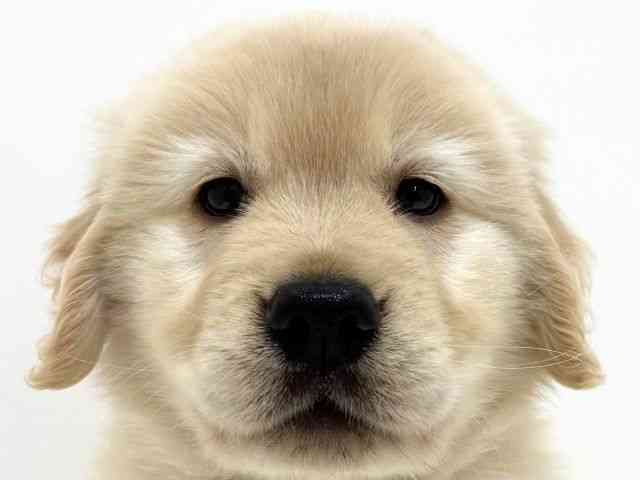 大阪府のゴールデンレトリバー (ひごペットフレンドリーくずはモール店/2025年9月5日生まれ/男の子/ゴールデン)の子犬の1枚目の画像