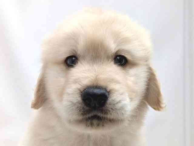 広島県のゴールデンレトリバー (ひごペットフレンドリーゆめタウン廿日市店/2025年9月4日生まれ/男の子/ゴールデン)の子犬