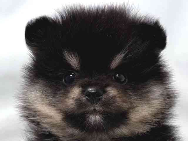 大阪府のポメラニアン (ひごペットフレンドリー堺プラットプラット店/2025年9月5日生まれ/男の子/ブラックタン)の子犬の1枚目の画像