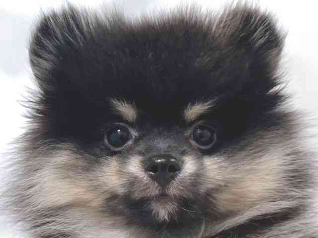 大阪府のポメラニアン (ひごペットフレンドリー堺プラットプラット店/2025年9月5日生まれ/男の子/ブラックタン)の子犬の1枚目の画像