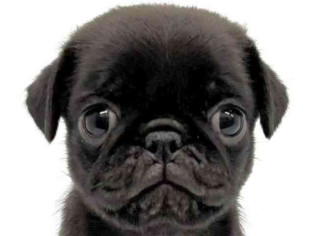 大阪府のパグ (ひごペットフレンドリーイオンタウン茨木太田店/2025年8月30日生まれ/女の子/ブラック)の子犬の1枚目の画像