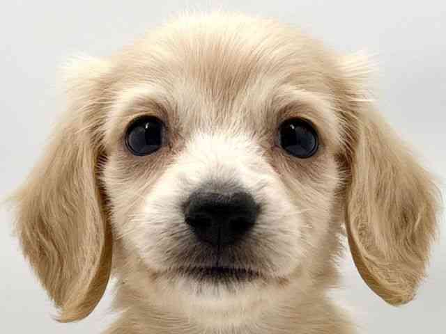 大阪府のミニチュアダックスフンド(ロング) (ひごペットフレンドリー東淀川店/2025年9月6日生まれ/女の子/イエロー)の子犬の1枚目の画像