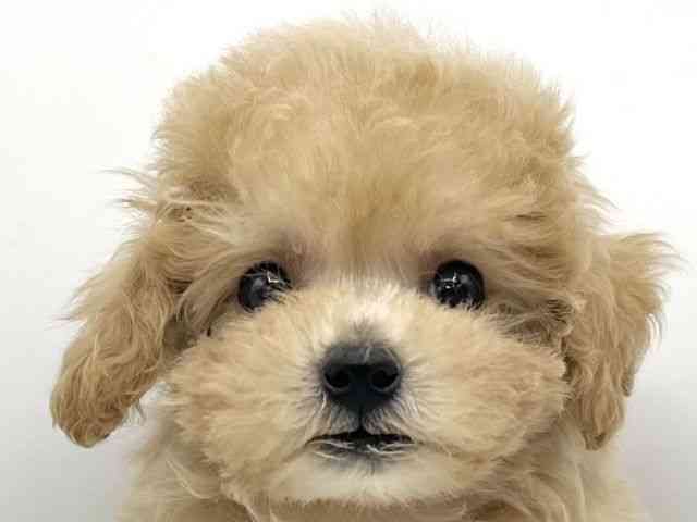 大阪府のビションプー(ビションフリーゼ×プードル) (ひごペットフレンドリーららぽーとEXPOCITY店/2025年9月7日生まれ/男の子/クリーム)の子犬の1枚目の画像