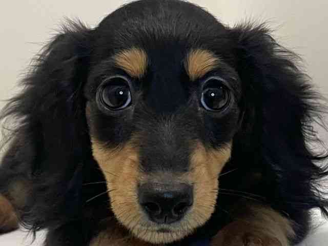 兵庫県のミニチュアダックスフンド(ロング) (ひごペットフレンドリーイトーヨーカドー明石店/2025年9月6日生まれ/女の子/ブラックタン)の子犬の1枚目の画像