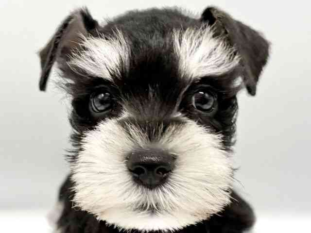 大阪府のミニチュアシュナウザー (ひごペットフレンドリーイオンタウン豊中庄内店/2025年9月6日生まれ/男の子/ブラックシルバー)の子犬の1枚目の画像