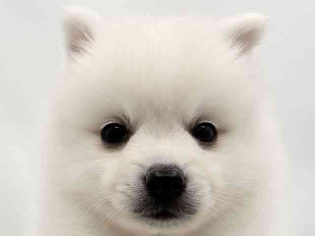 兵庫県の日本スピッツ (ひごペットフレンドリークラウンパーク伊丹店/2025年9月3日生まれ/男の子/ホワイト)の子犬の1枚目の画像