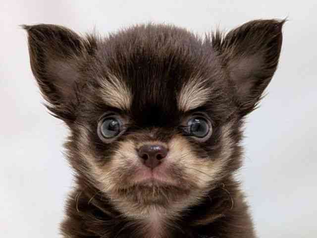 広島県のチワワ(ロング) (ひごペットフレンドリーゆめタウン廿日市店/2025年9月6日生まれ/男の子/チョコレートタンホワイト)の子犬の1枚目の画像